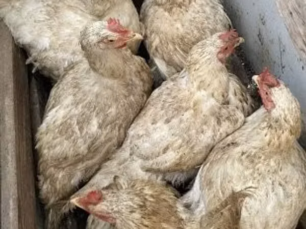 Chickens