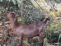 Ziege, Nubian Goat — Foto 8