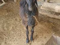Widder, Hissar sheep — Foto 1