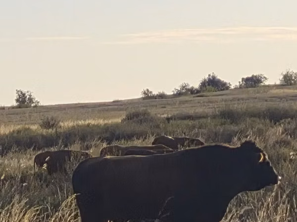 Bull, Cattle