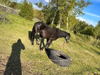 Stute, Horse breed — Foto 3