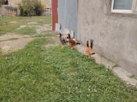 Chickens — 照片 4