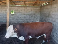 Бұқа, Simmental cattle — 3-сурет