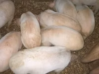 Schweine (Partie, Geschlecht nicht angegeben), Schweine — Foto 2