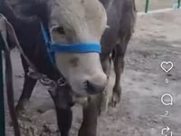 公牛, Kazakh White-headed cow — 照片 1