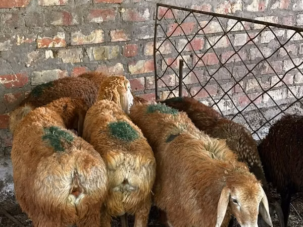 Schaf, Edilbay sheep — Kirgisistan