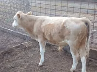 Sigir, Latvian Blue cattle — 7-rasm