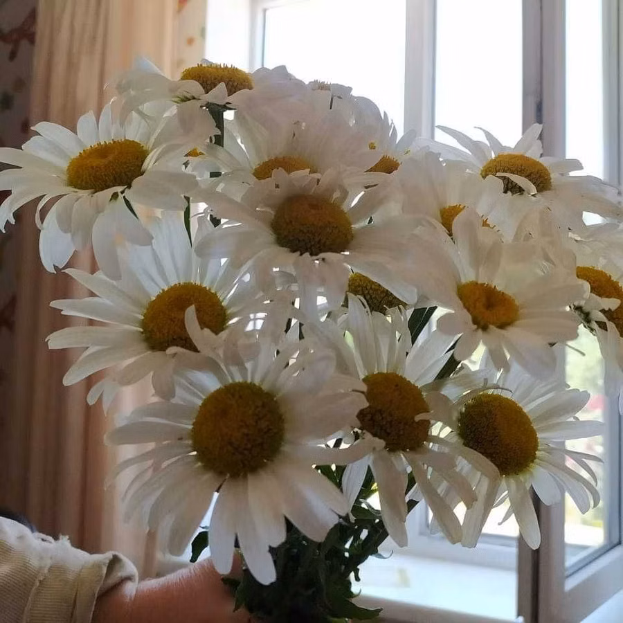 Ромашки саженцы продам
