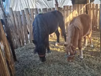 Mare, Horses — photo 7