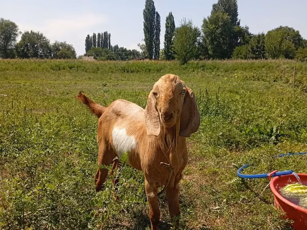 تيس, Nubian Goat — قيرغيزستان