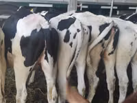 Kuh, Holstein-Rasse — Foto 3