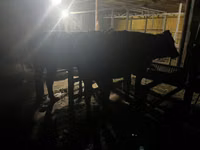 Vaca, Ganado vacuno — foto 5