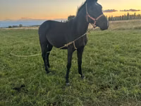 Hengst, Friesian sport horse — Foto 1