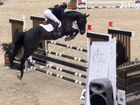Hengst, Belgian warmblood horse — Foto 3
