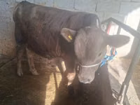公牛, Swiss cattle — 照片 3