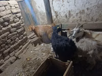 عنزة, الماعز — الصورة 3