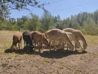 Carnero, Afghan Arabi sheep — foto 3