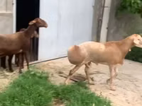 نعجة, الأغنام — الصورة 7