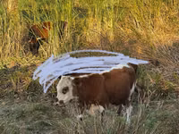 Bulle, Kasachische Weißkopfkuh — Foto 4