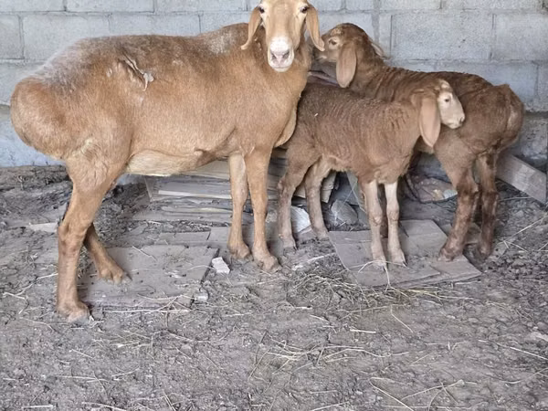 Oveja, Tian-Shan semifinewool sheep