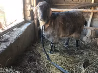 Ziege, Beetal goats — Foto 2