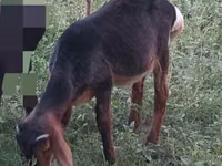 Ziegenbock, Ziegen — Foto 2