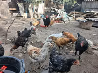 Chickens — foto 4