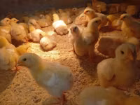Chickens — फ़ोटो 3