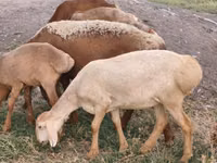 Schaf, Arashan sheep — Foto 2