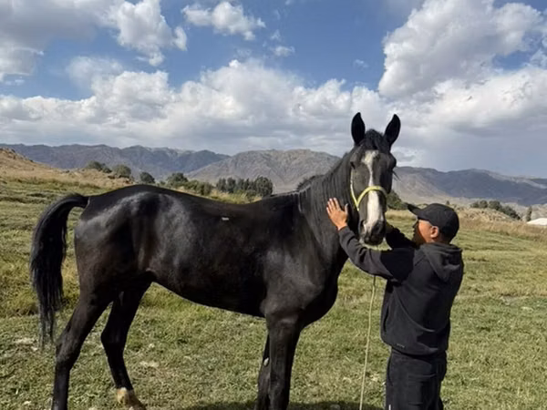 حصان, Horse breed
