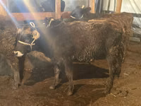 公牛, Swiss cattle — 照片 7