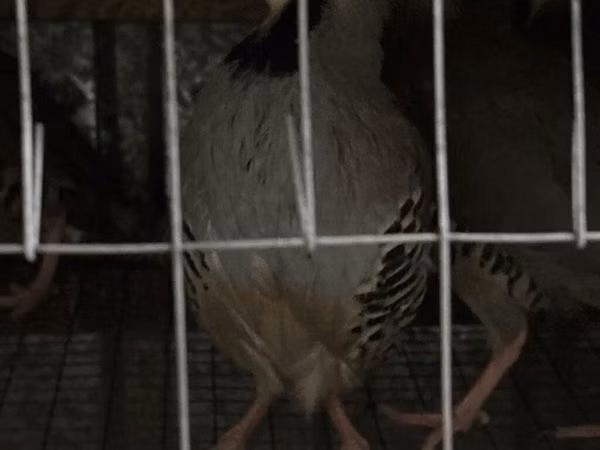 Guinea fowl
