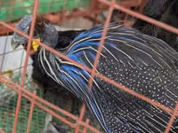 Turkeys — 照片 7