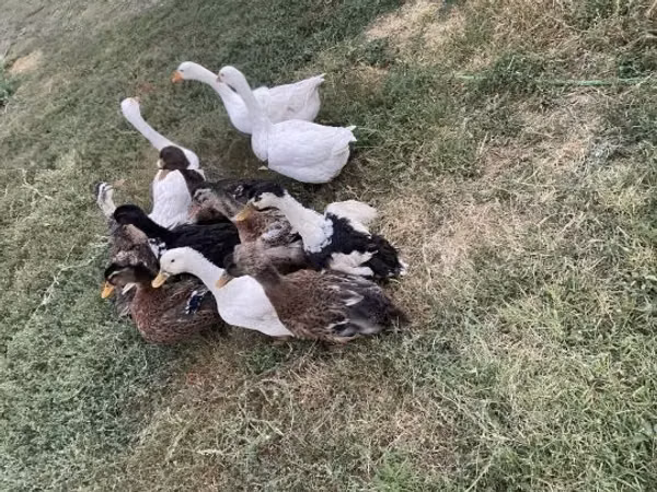 Ducks