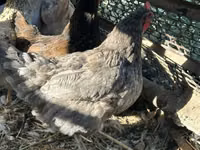 Chickens — photo 8