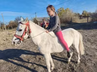 Mare, Horses — photo 2