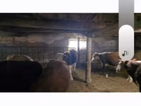 公牛, Cattle — 照片 4