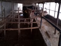 Sigir, Simmental cattle — 3-rasm