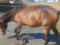 Toychoq, Horse breed — 4-rasm