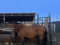 Yegua, Kazakh horse — foto 1