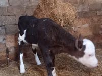 Sigir, Russian Black pied cattle — 3-rasm