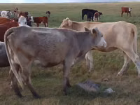 गाय, Simmental cattle — फ़ोटो 1