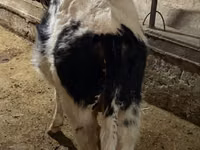 ثور, Russian Black pied cattle — الصورة 3