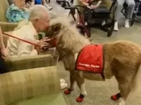 Бие, Miniature horse — 6-сурет