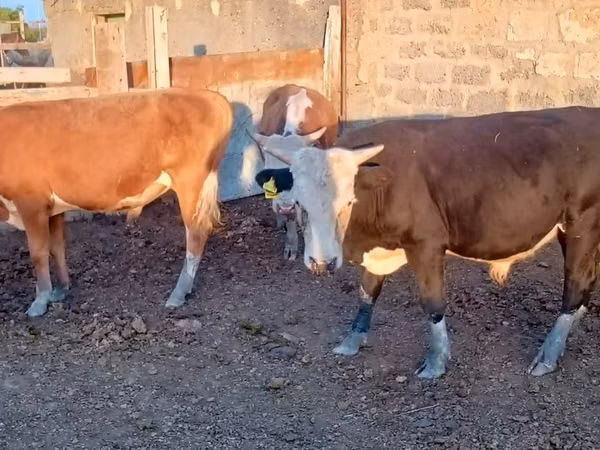 Bulle, Simmental cattle