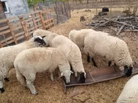 نعجة, Suffolk sheep — الصورة 1