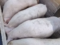 Schweine (Partie, Geschlecht nicht angegeben) — Foto 3