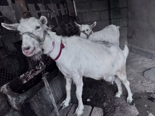 Ziege, Saanen goat