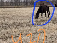 Stute, Horse breed — Foto 5