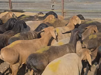 Widder, Hissar sheep — Foto 1